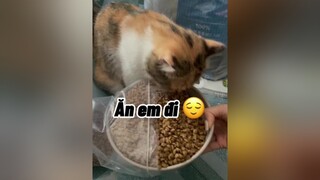 Ăn hạt hong ? Hong ăn hả ? Sao buồn hả ? Ăn miếng đi đỡ buồn 😂😂 mèo cute cat