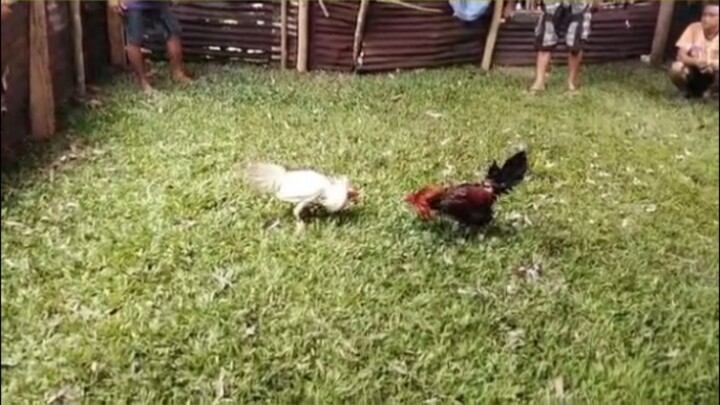 SOBRANG TALINO NG MANOK NATO KELSO LINE WIN #Luminous GameFowl