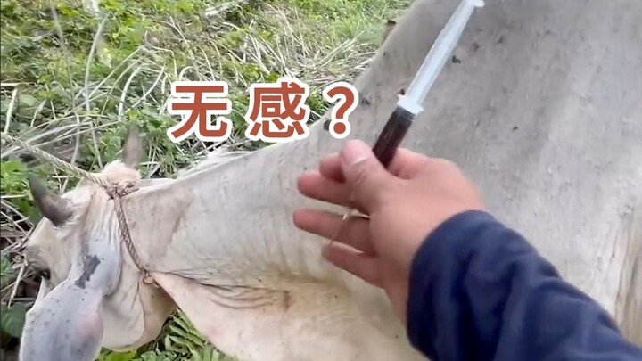 Shepherd's clever trick: cows get vaccinated with ease!