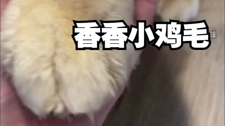 Hari ini adalah anak anjing harum yang baru saja mandi dan masih 100% baru!