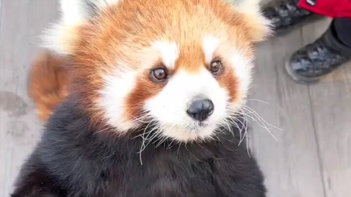 Little Panda: Hello, everyone!