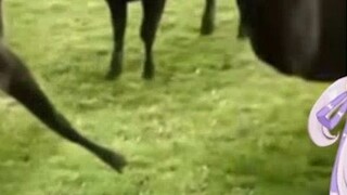 Japanese loli JK watching ""cow & cow & cow""