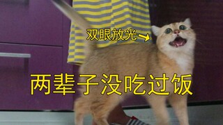 我妈喂的猫为什么一直在长胖，原因找到了