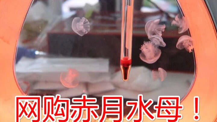 Thảm đỏ giờ có thể nuôi ngay tại nhà! Mua cả đàn sứa Trích Nguyệt trên mạng, ai ngờ chưa đầy 1 tiếng