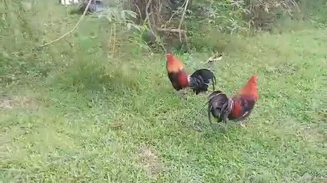 good luck  sa.2 cock derby