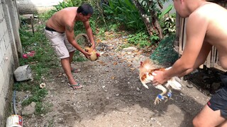 sparring sa mga lugon