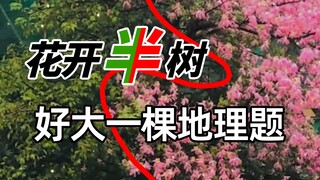 [Geografi Seru] Kenapa cuma satu sisi pohon mandarin yang berbunga? Geografi bisa apa saja!