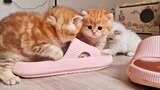 Let's Play With Slippers! Pikachu,Teddy and Picasso are having fun. teddy kittens ,Cute cat,