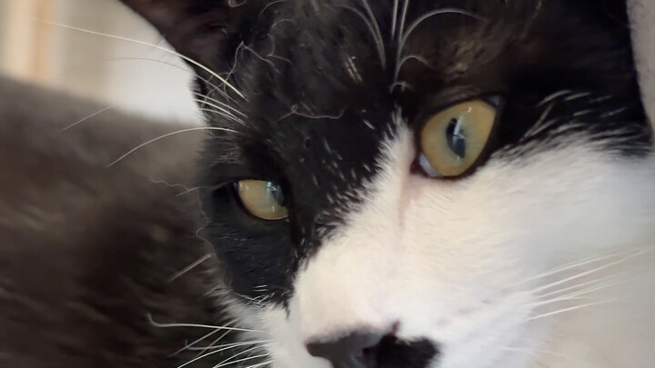 هانهان: أحيانًا أشعر حقًا بالعجز!