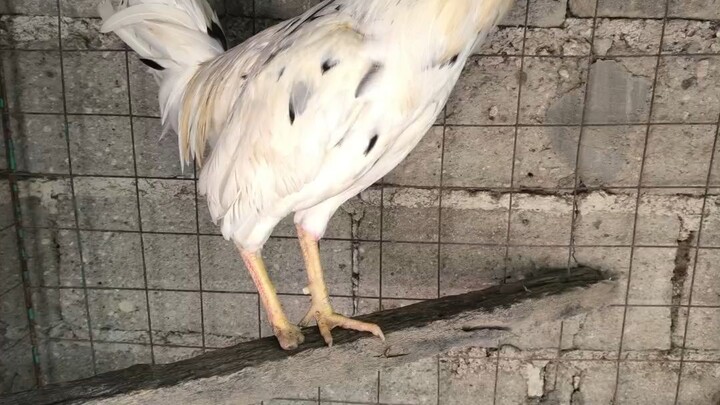 my 3x winner white kelso