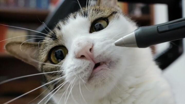 When I accidentally poked the little cat's ticklish spot near its mouth