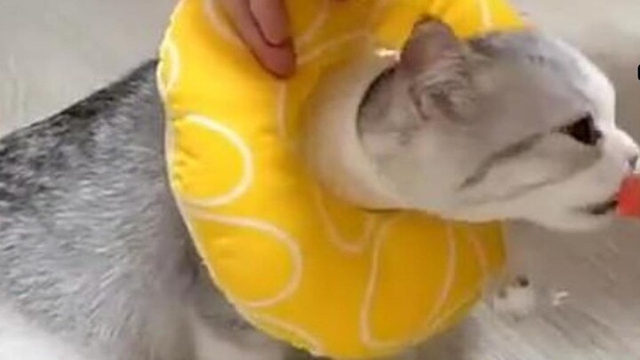 Kucing: Ups, saya tertipu!