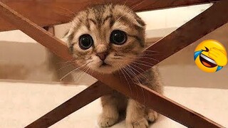 Try Not To Laugh Challenge : Funny Cats And Dogs Videos #11 - Funniest Animal Videos 2022