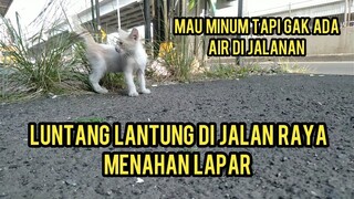 Anak Kucing Sedih Kelaparan Luntang Lantung Mencari Makan Di Jalan Raya Sambil Mencari Induknya..!