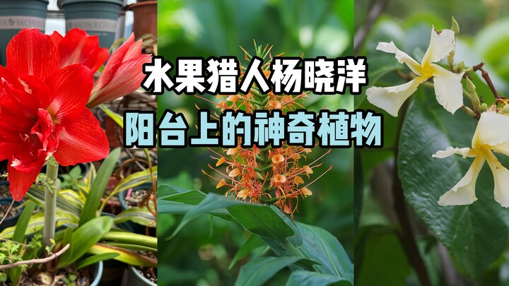 [Fruit Hunter x Hunter] My Balcony Plant Identification (Rainforest Edition)