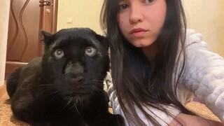What happens when a domesticated black panther sees a stranger?