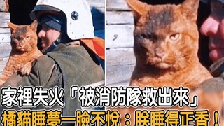 House on Fire—Rescued by the Fire Brigade! The orange cat, still half-asleep, looks utterly displeas