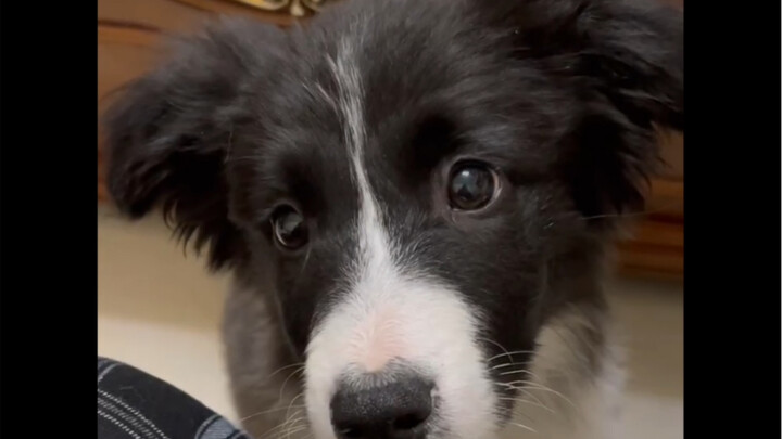 เปลี่ยนแปลงในแววตาของสุนัขจรจัดตัวหนึ่ง