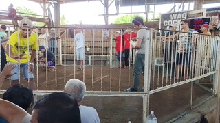 WHITE CLARET WINS.. WAO COCKPIT ARENA