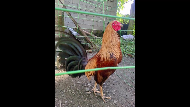 1st fight win #10monthsold#fullbrother #tupada sa probinsya