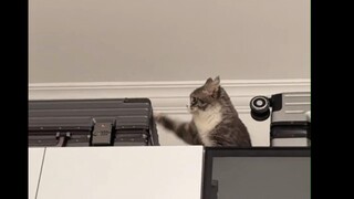 Chú mèo tưởng tiếng máy khoan phát ra từ vali, thế là đùng đùng đùng