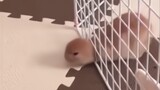 This rabbit.. I have to watch this a few times a day! (compilation)