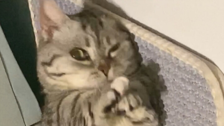 เลี้ยงแมวใครบ้างล่ะที่ไม่บ้า?