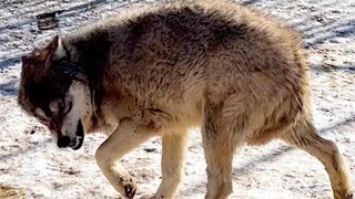 ماذا يكون رد فعل الذئب العادي عند رؤيته لملك الذئاب؟