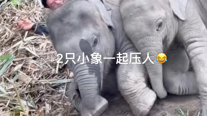 2 ekor bayi gajah bersama-sama menindih seseorang 😂 Gajah datang melerai! Sungguh kompak saling memb