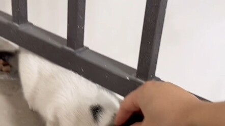 ทำยังไงดี? แมวจรจัดในหมู่บ้านอยากกลับบ้านกับฉัน จริงๆ แล้วห้ามจับแมวจรจัดแบบสุ่มๆ เพราะ…