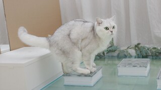 Saya menghabiskan 10 yuan untuk membuka akun bilibili untuk kucing saya di rumah.