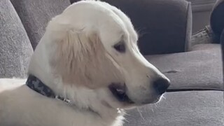 Chó an ủi: Đừng khóc nữa, tôi sẽ cắn tai tự sát mất thôi