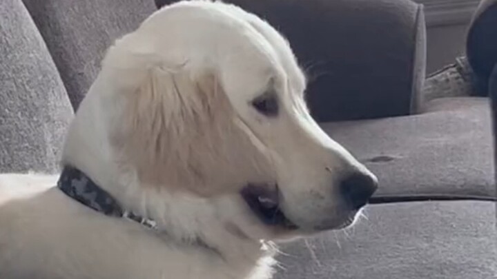 抚慰犬:别哭了，我要咬耳自尽了