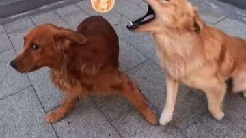 Dogs with this shit-yellow color are the smartest!
