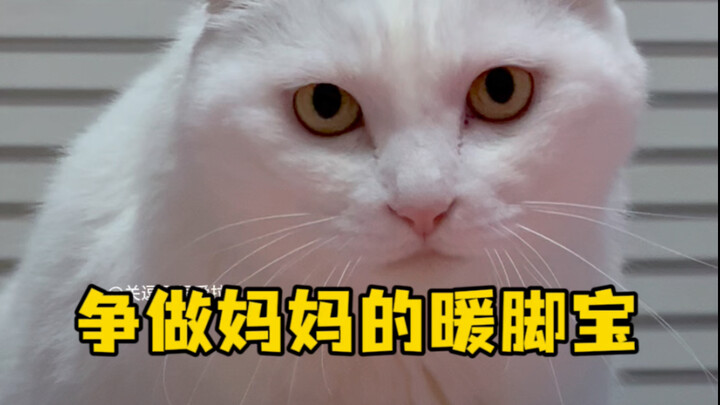 小猫早上起床也是要洗漱的 不然就是一只潦草小猫 #白猫 #猫咪睡醒后的第一件事 #赖床分子