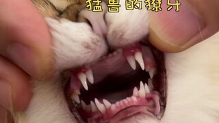 小猫咪的牙齿都长这么快的么？？？