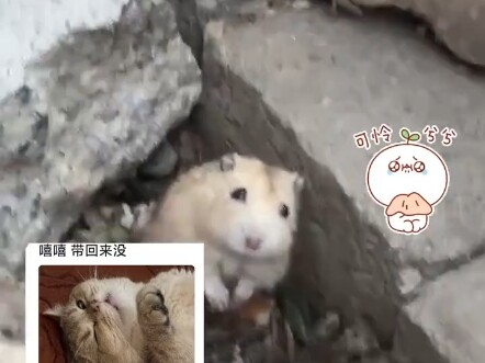 Bị biểu cảm đáng thương của một chú chuột hamster làm cho thương quá rồi