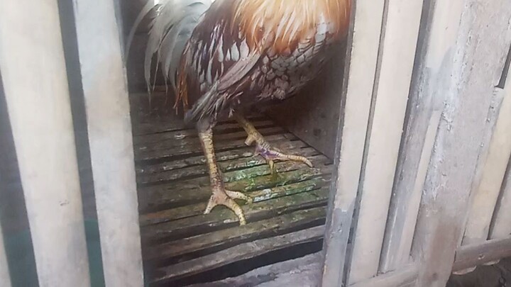 naka chamba npud mi salamat nok