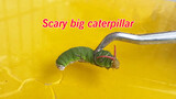 [Animals] The caterpillar is so miserable!