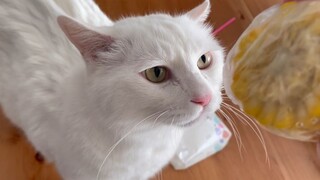 Mèo đại mi lười biếng thường ngày chẳng buồn kêu meo meo, vậy mà khi nhìn thấy ngô khoái khẩu thì……