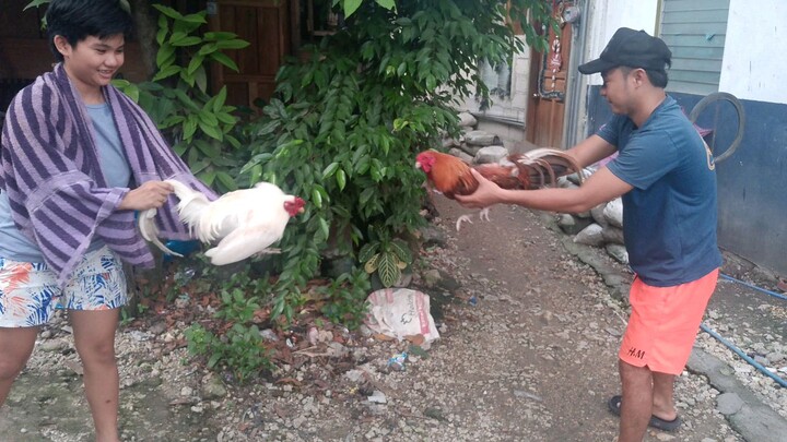 white hatch kung mahilig mangbug²☺️🐓