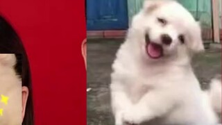 [Meme kucing] Bagaimana ayahku yang pengembara bisa menyusul ibuku tercinta... [520 Spesial]