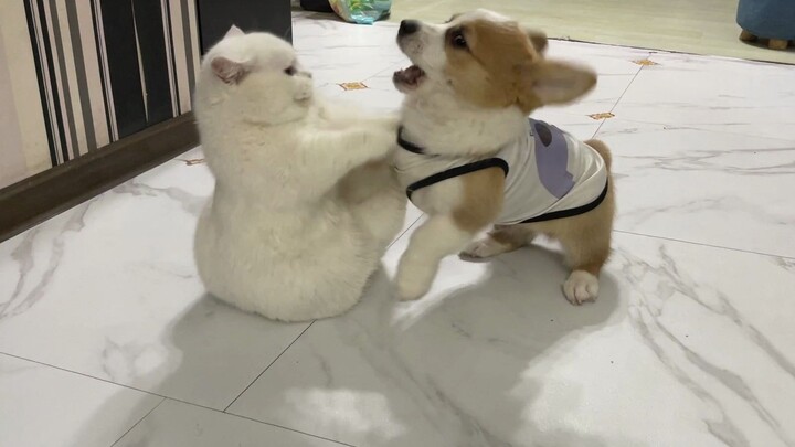 [Animals]The battle between short legs