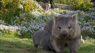 Let's take a look at these adorable wombats—so goofy and slightly awkwardly cute. Do they also enjoy