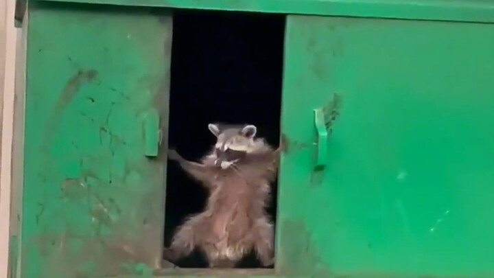 Komunitas luar negeri tebang pohon dan tak sengaja hancurkan sarang rakun kecil; tanpa tempat tingga