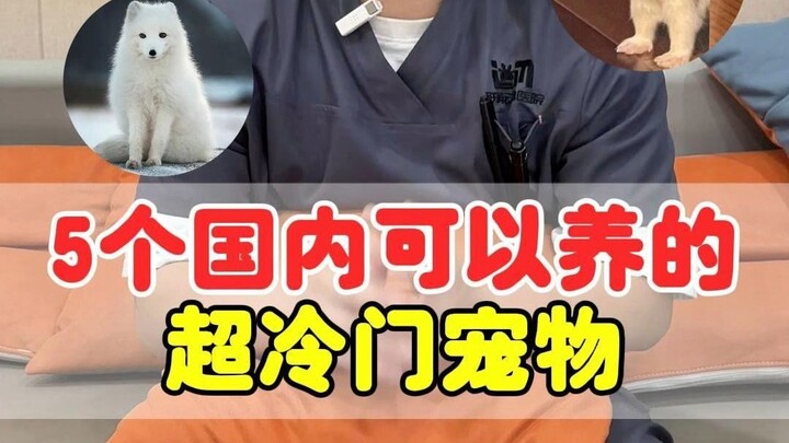 五个国内可以养的超冷门宠物，好拉风！