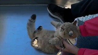 Kitten riding a slide for the first time