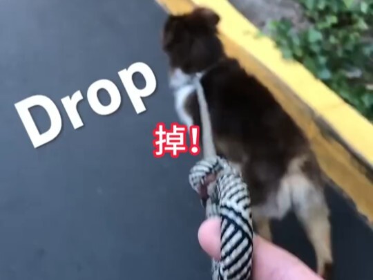 من ينظف فضلات الحيوانات ليس مريحًا أبدًا