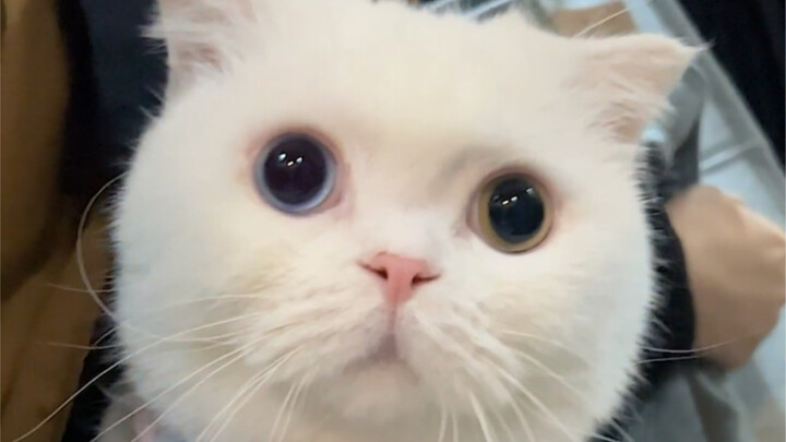 How do you get a kitten this well-behaved even when you take it out? Taking Skii out is such a breez