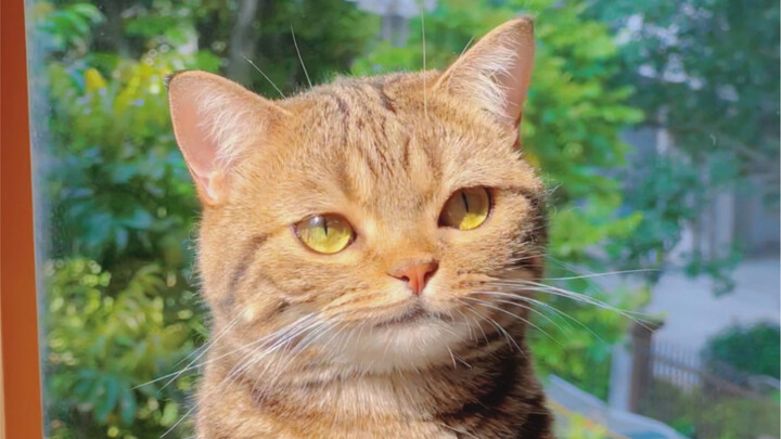 This is the cat from a Hayao Miyazaki anime!